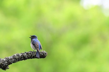 Blue-and-white Flycatcher 篠山 Sat, 5/8/2021