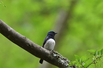 Blue-and-white Flycatcher 篠山 Sat, 5/8/2021