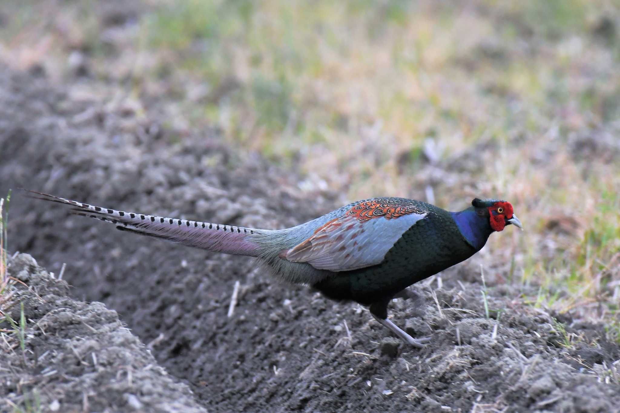 Photo of Green Pheasant at 篠山 by M＆I