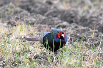 Green Pheasant 篠山 Sat, 5/8/2021