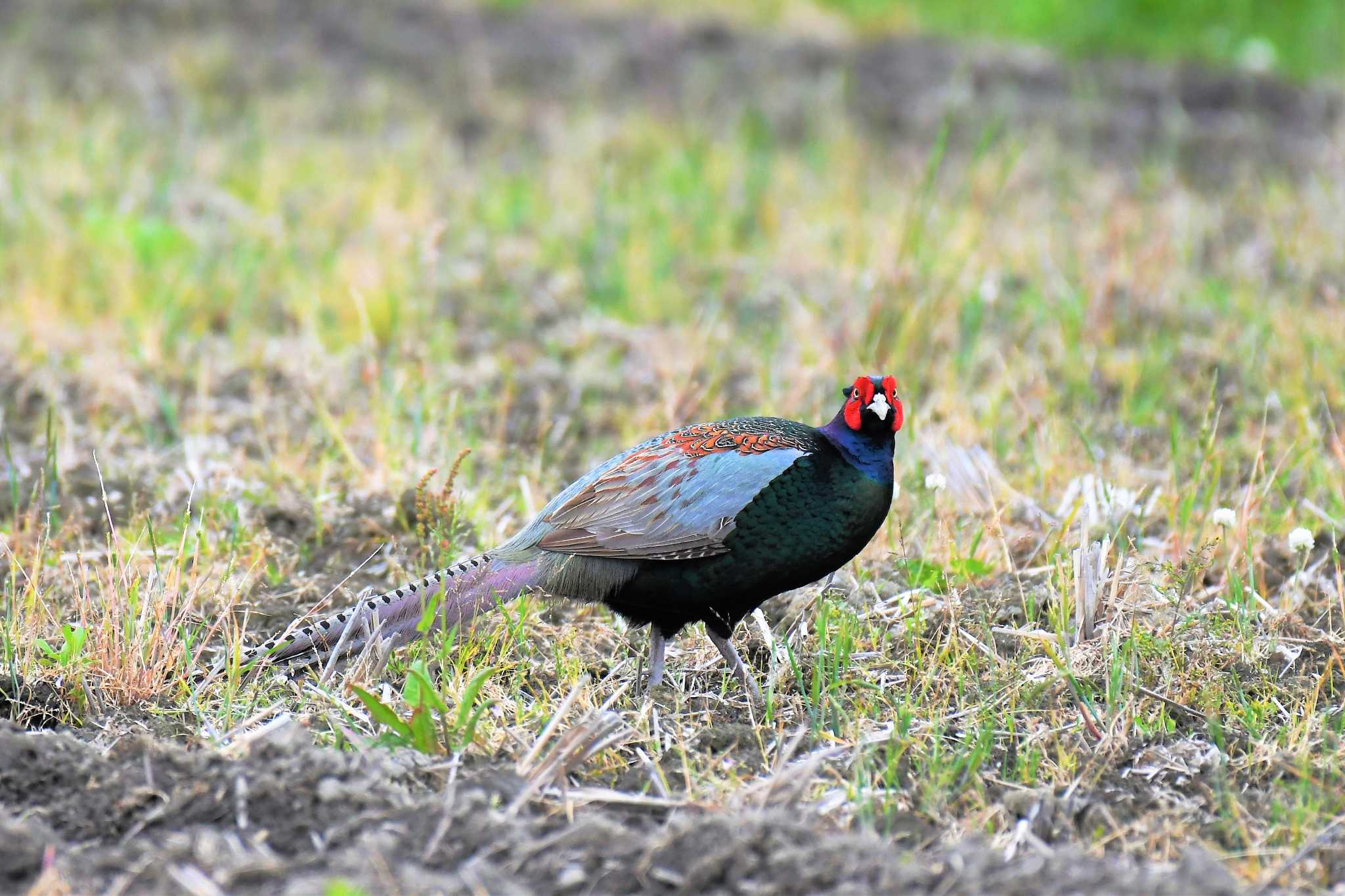 Photo of Green Pheasant at 篠山 by M＆I