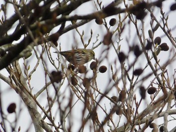 Eurasian Siskin 六甲山〜有馬温泉 Sun, 3/5/2017