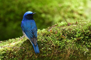 Blue-and-white Flycatcher 奈良県宇陀郡 Sun, 4/25/2021