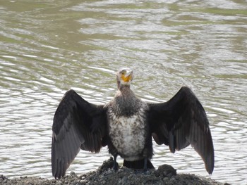 カワウ 花水川 2021年3月29日(月)