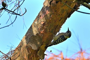 Japanese Pygmy Woodpecker 房総のむら Sat, 5/8/2021