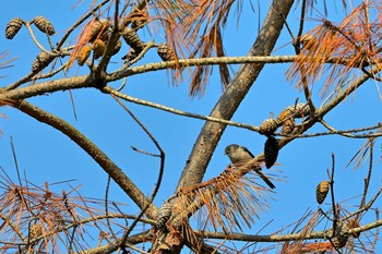 Long-tailed Tit 房総のむら Sat, 5/8/2021