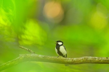 Japanese Tit 房総のむら Sat, 5/8/2021