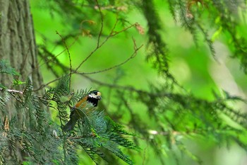 Varied Tit 房総のむら Sat, 5/8/2021