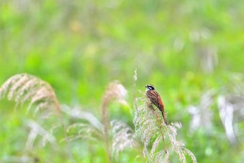 ホオジロ 印旛沼 2021年5月8日(土)