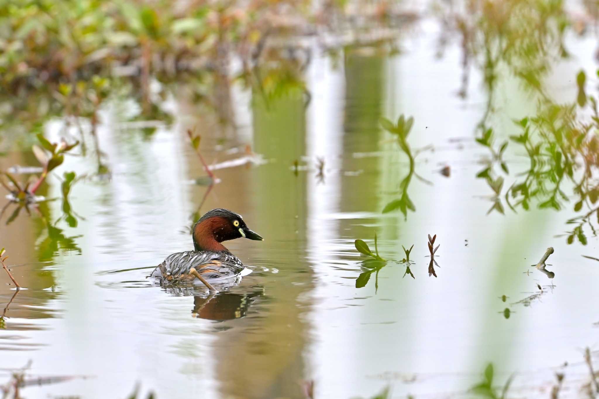 Photo of Little Grebe at 印旛沼 by birds@hide3