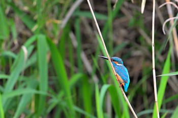 Common Kingfisher 印旛沼 Sat, 5/8/2021