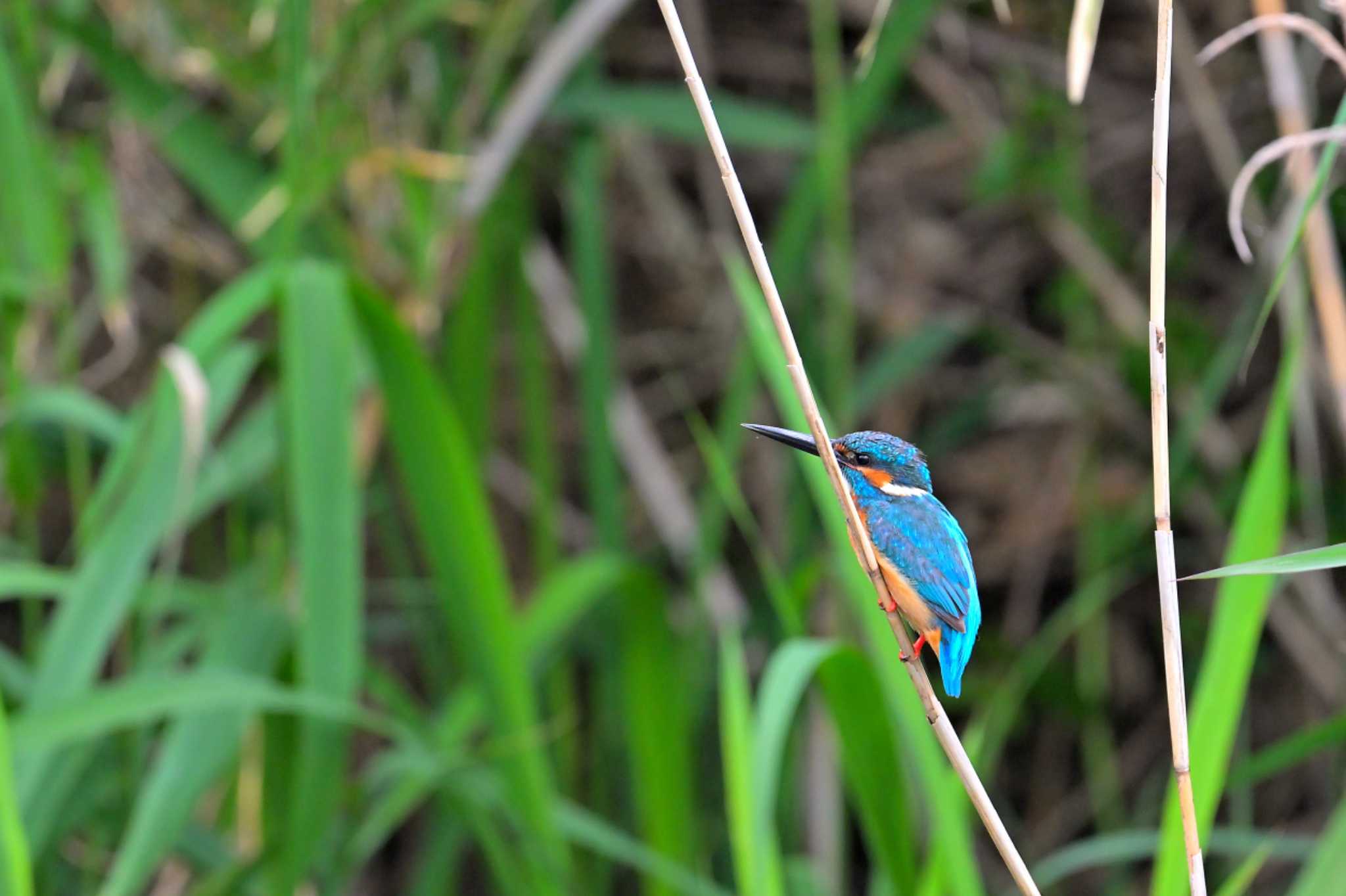 Photo of Common Kingfisher at 印旛沼 by birds@hide3