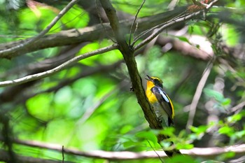 Narcissus Flycatcher 房総のむら Sat, 5/8/2021