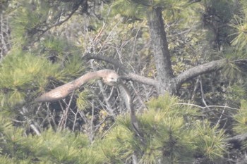 ノスリ 葛西臨海公園 2017年3月5日(日)