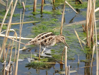 タシギ 葛西臨海公園 2017年3月5日(日)