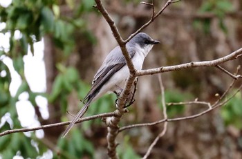 サンショウクイ 戸隠森林植物園(戸隠森林公園) 2021年5月7日(金)