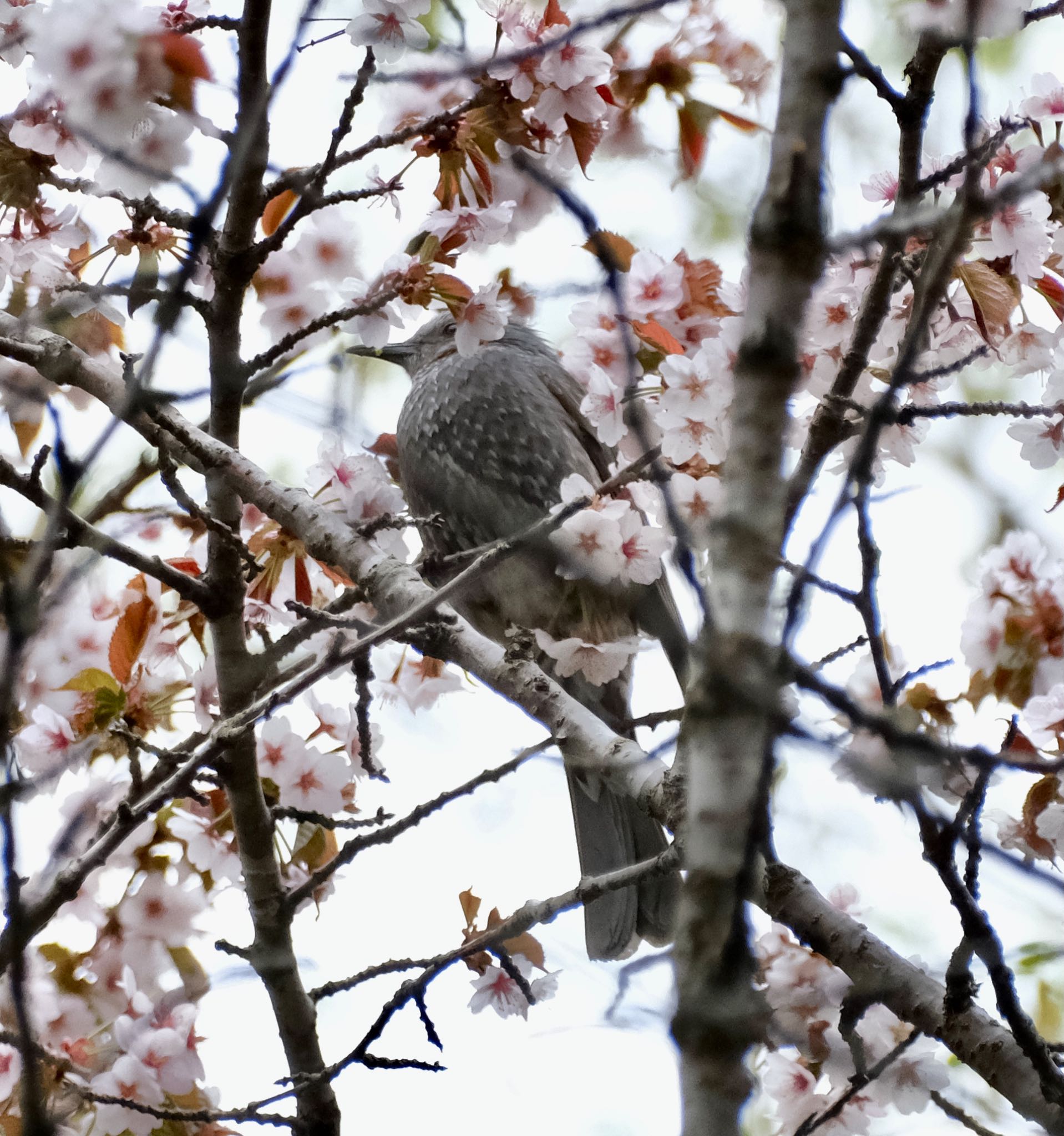 芸術の森 ヒヨドリの写真 by haha.9535