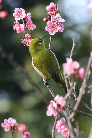 Warbling White-eye 須磨離宮公園 Sat, 2/20/2021