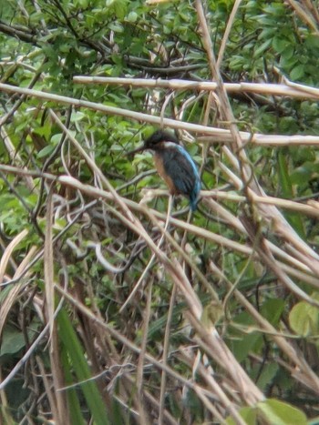 カワセミ 長浜公園 2021年5月9日(日)