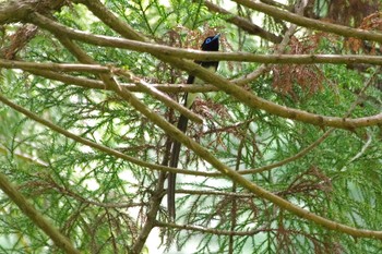 Black Paradise Flycatcher 八王子城跡 Sat, 5/8/2021