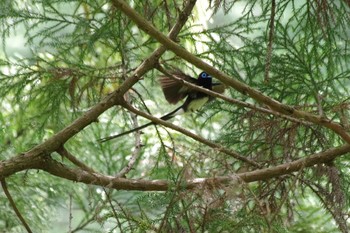 Black Paradise Flycatcher 八王子城跡 Sat, 5/8/2021