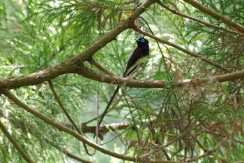 Black Paradise Flycatcher 八王子城跡 Sat, 5/8/2021