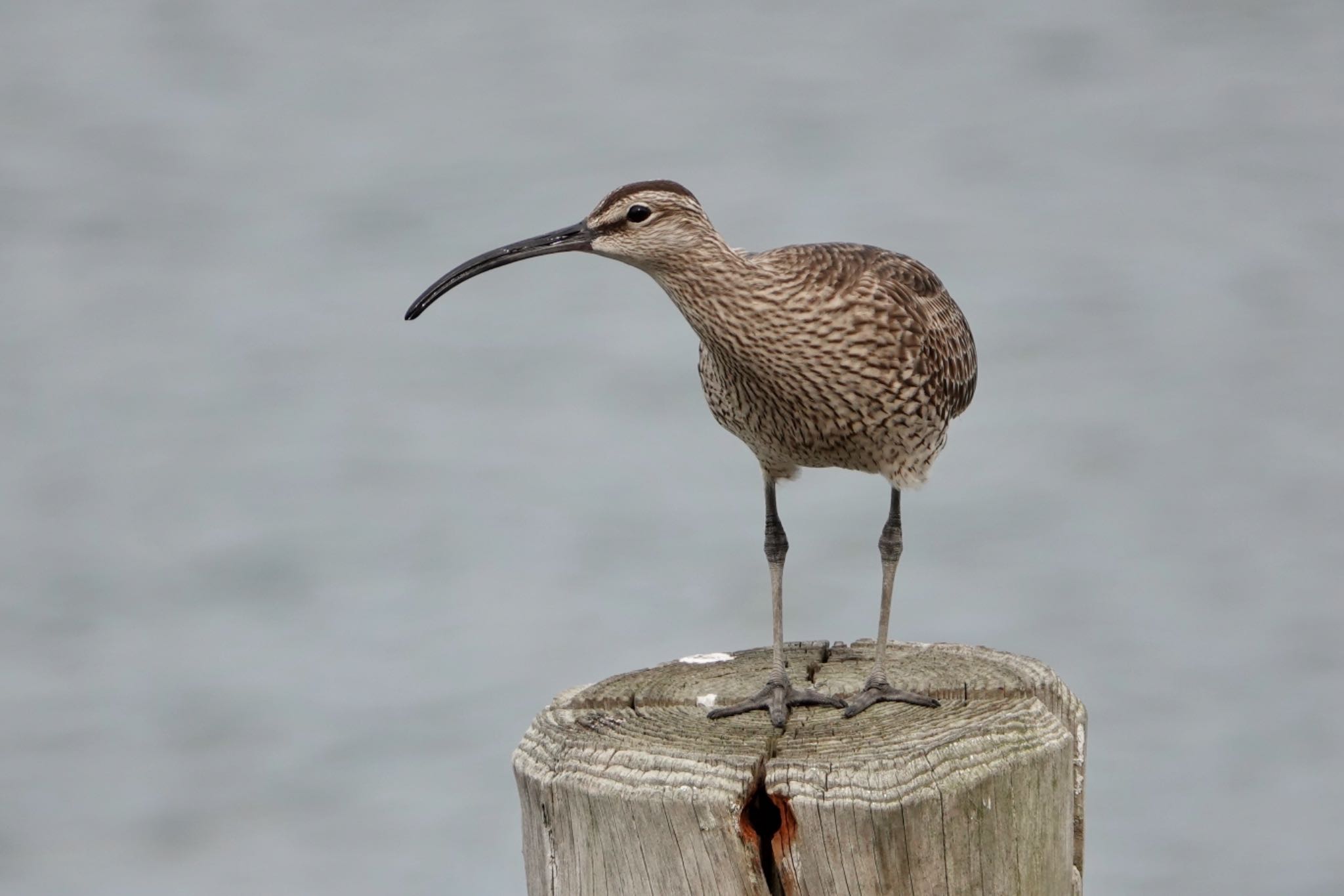 Photo of Eurasian Whimbrel at 東京都 by ひじり