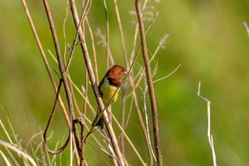 Chestnut Bunting Unknown Spots Mon, 5/3/2021