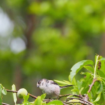 Sun, 5/9/2021 Birding report at 都立公園