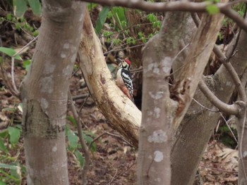 White-backed Woodpecker Asahiyama Memorial Park Sat, 5/1/2021
