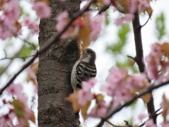 Japanese Pygmy Woodpecker Asahiyama Memorial Park Sat, 5/1/2021