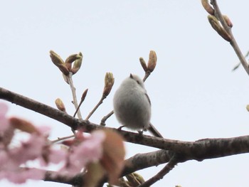Long-tailed tit(japonicus) Asahiyama Memorial Park Sat, 5/1/2021