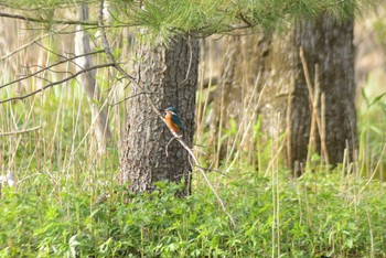 2021年5月8日(土) 苫小牧市の野鳥観察記録