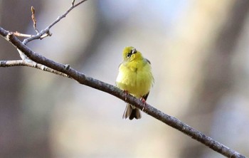 ノジコ 戸隠森林植物園(戸隠森林公園) 2021年5月8日(土)