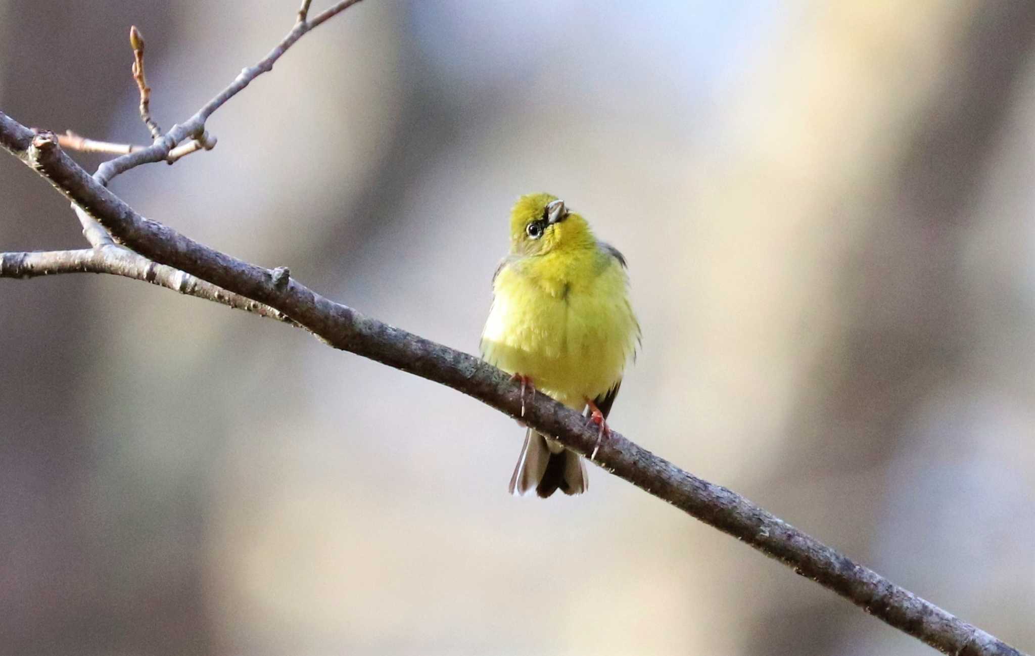 直ぐ頭の上で鳴いてた?ｗ by らうんでる