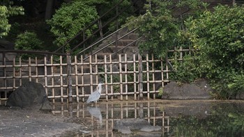 2021年5月9日(日) 東京都品川区の野鳥観察記録