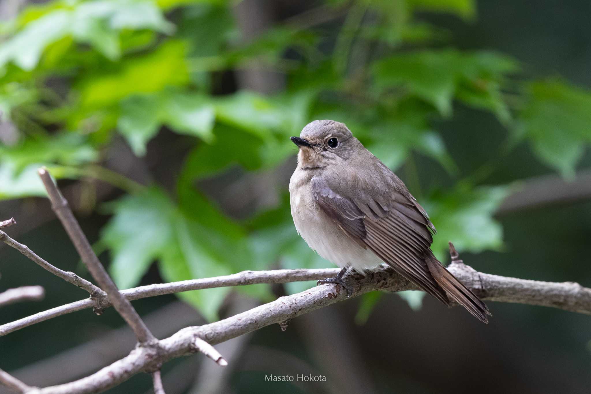 Photo of Blue-and-white Flycatcher at Tobishima Island by Trio