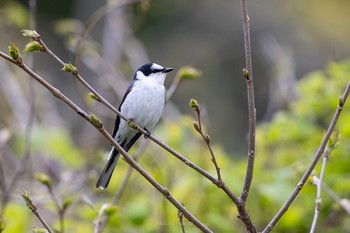 Ashy Minivet Tobishima Island Sat, 5/1/2021