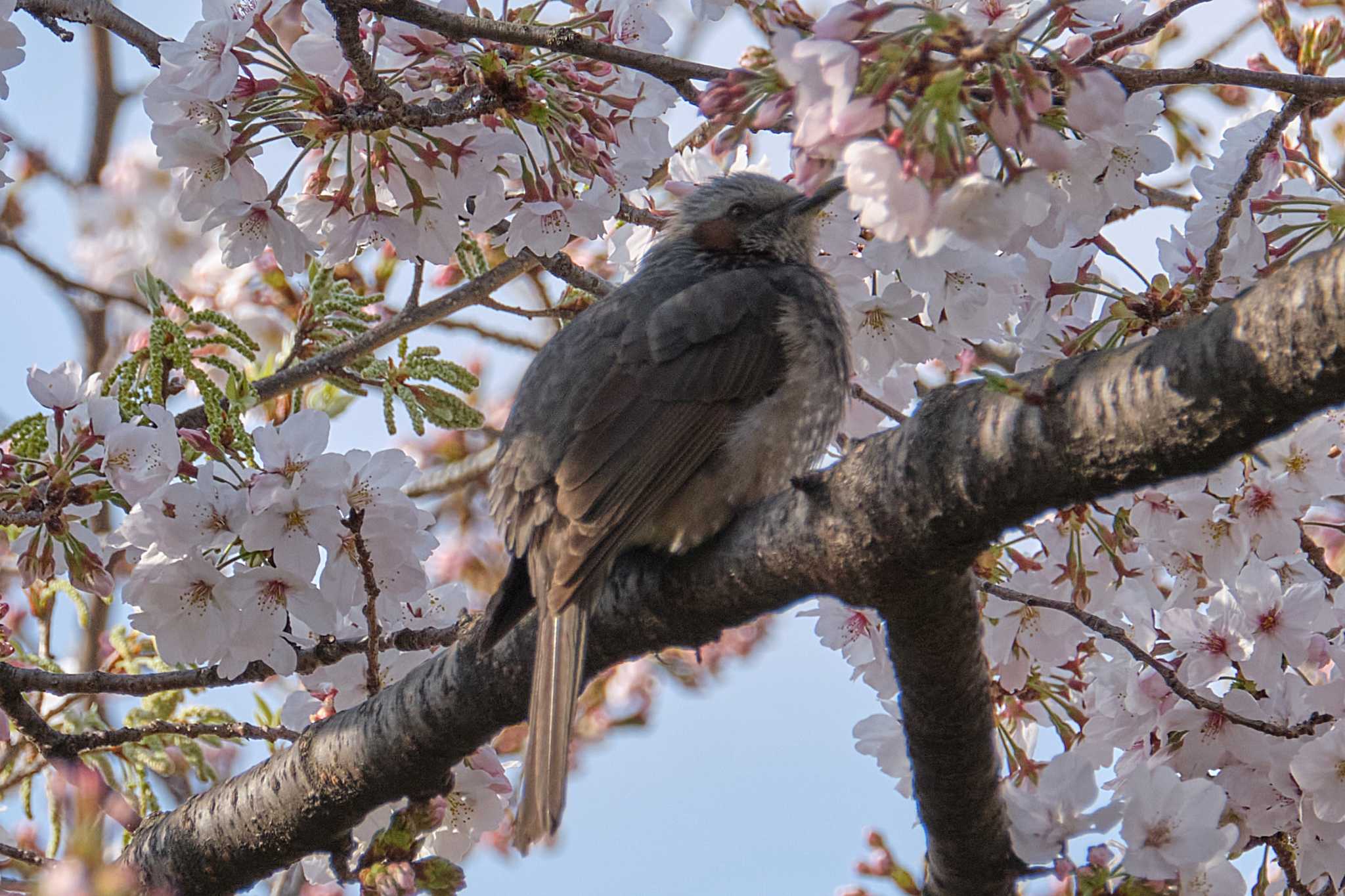 ヒヨドリと桜 by Tacker