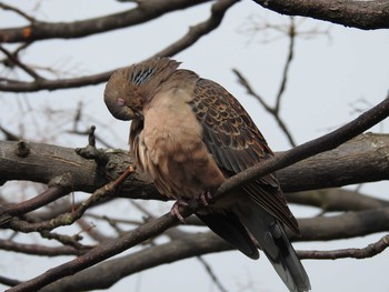 Oriental Turtle Dove Kasai Rinkai Park Sun, 3/5/2017