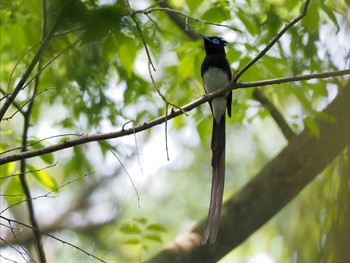 サンコウチョウ 昆陽池 2021年5月9日(日)