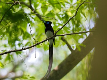 Black Paradise Flycatcher 昆陽池 Sun, 5/9/2021