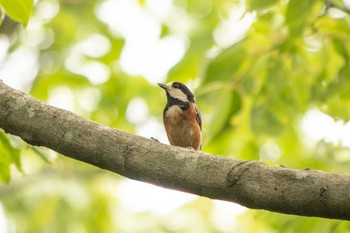 2021年5月8日(土) 横浜自然観察の森の野鳥観察記録