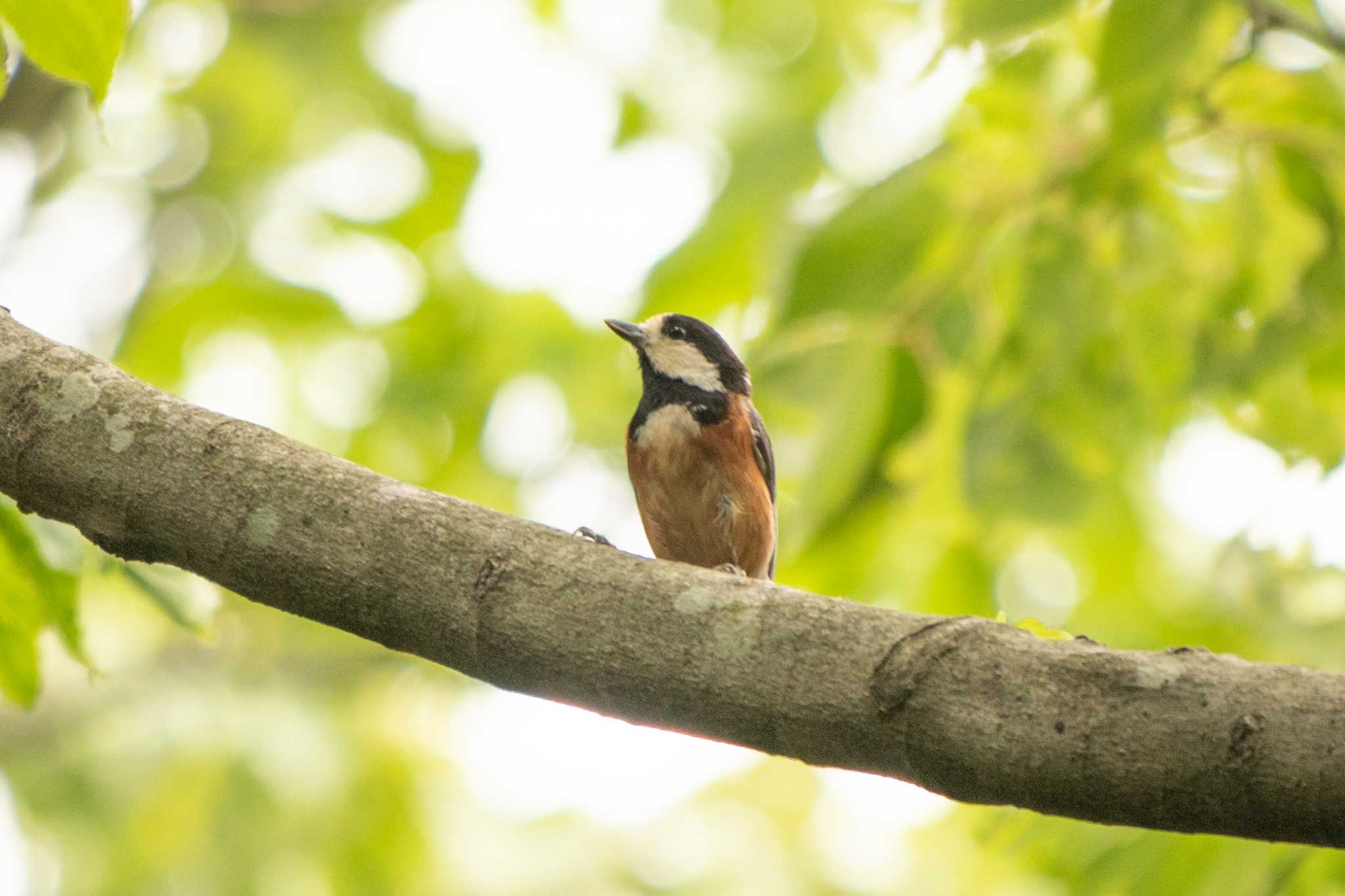 Varied Tit