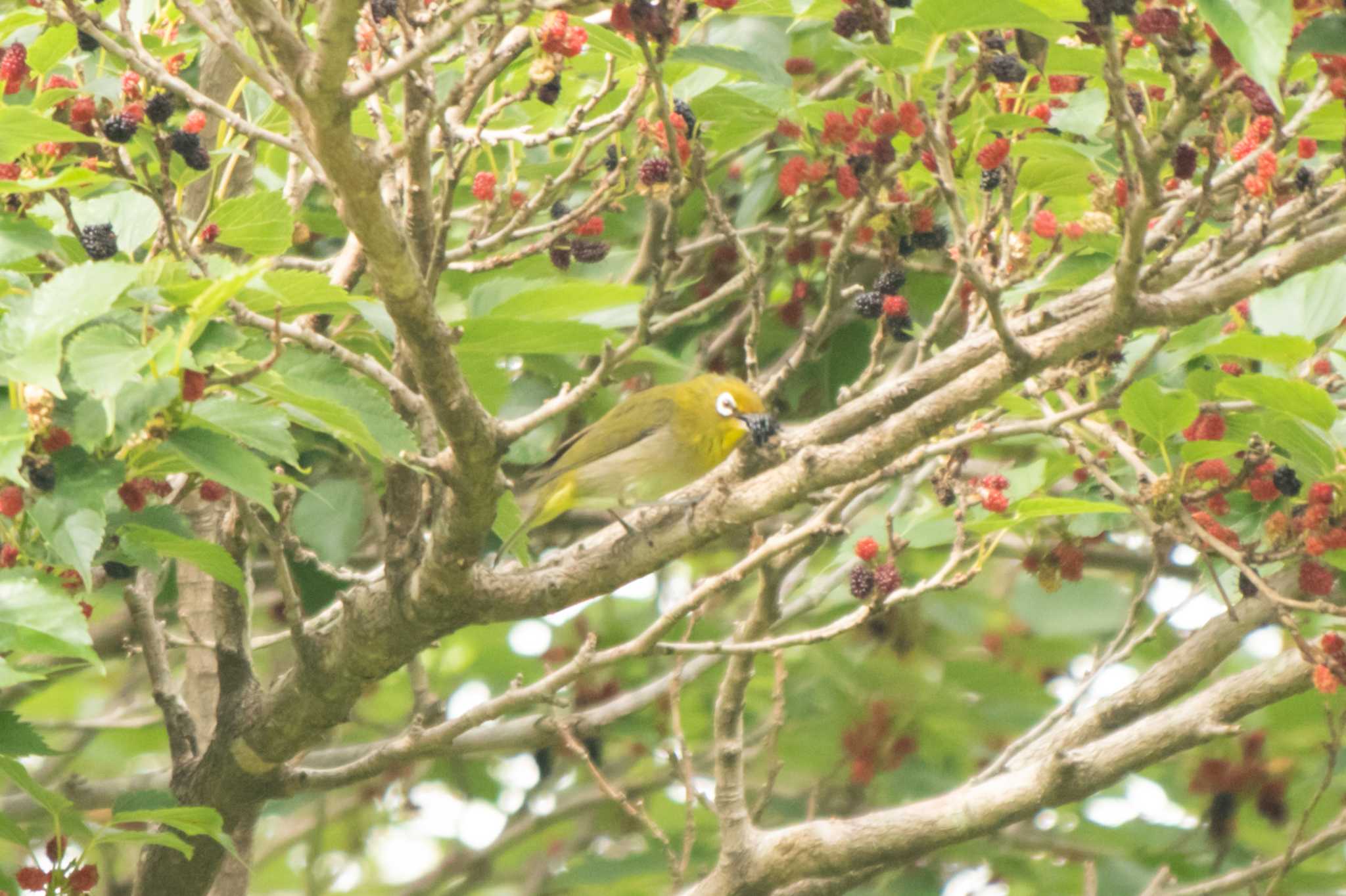 Warbling White-eye