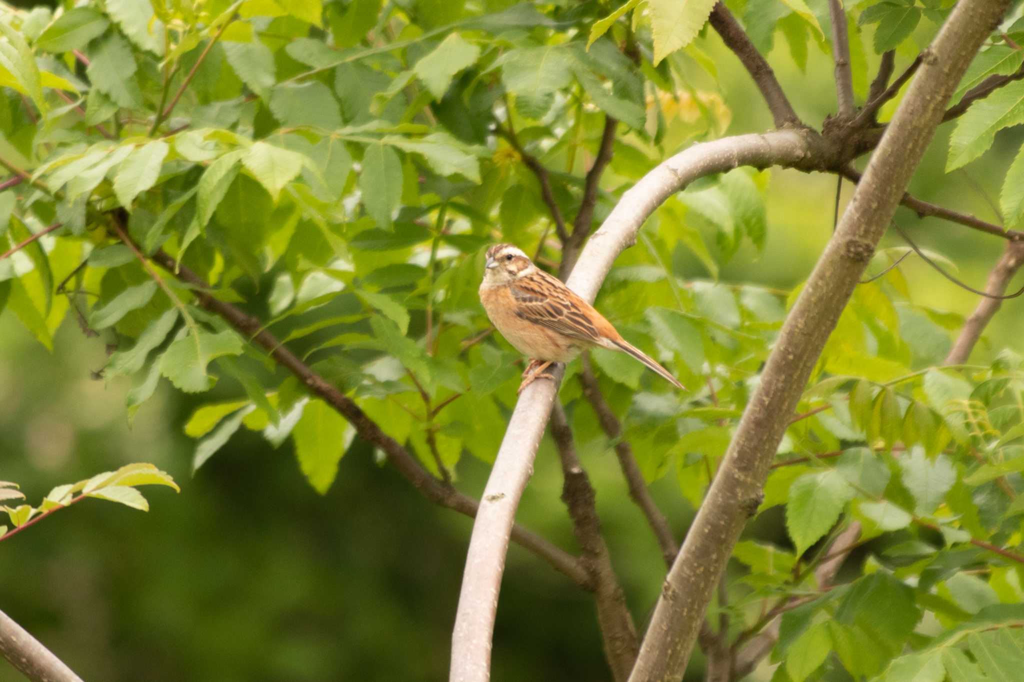 Meadow Bunting