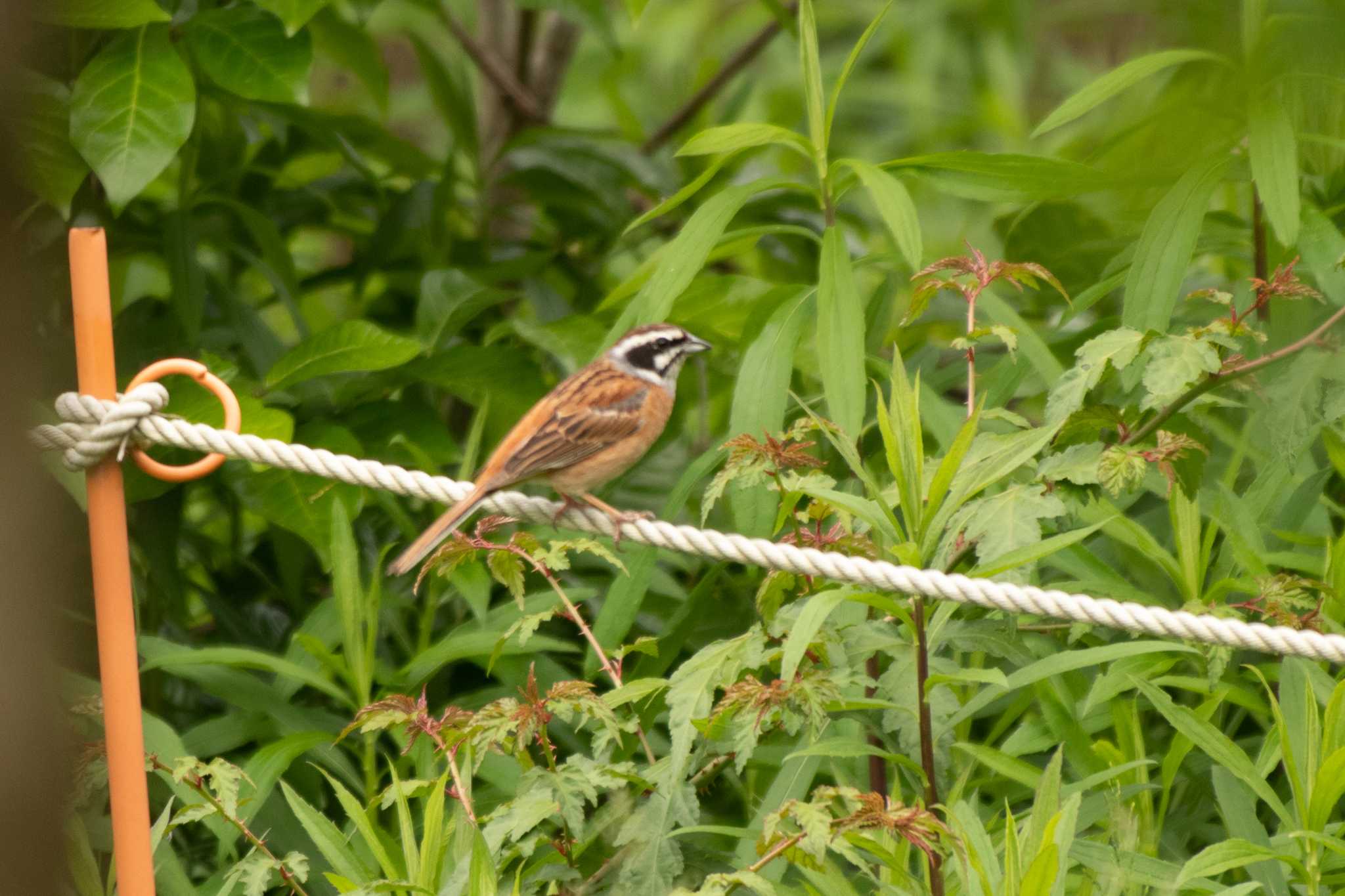 Meadow Bunting