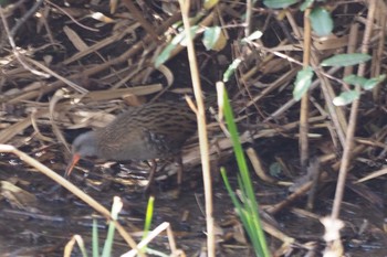 Brown-cheeked Rail Kasai Rinkai Park Sun, 3/5/2017