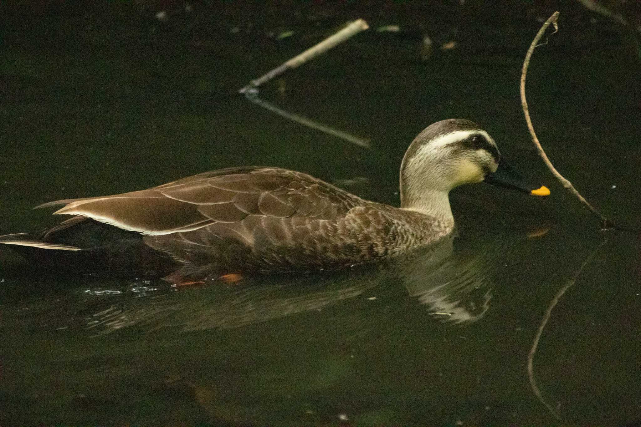 Eastern Spot-billed Duck