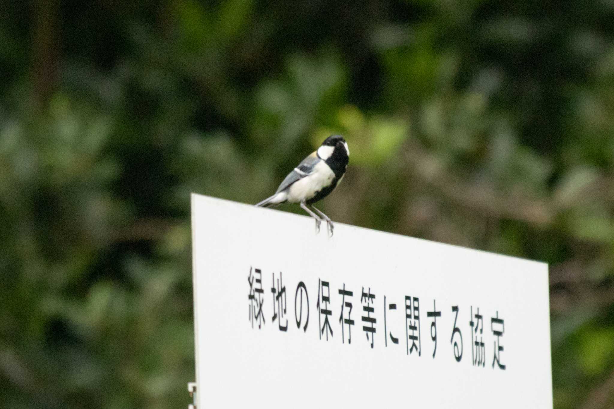 Japanese Tit